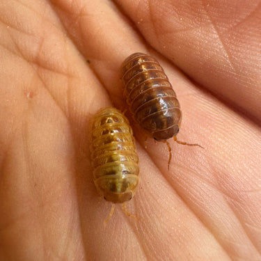 Armadillidium Vulgare